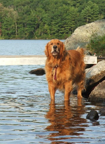 northwood nh harvey lake